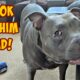 Talking Pitbull Is A Gentle Giant With His Brother! Cutest Dogs On YouTube!