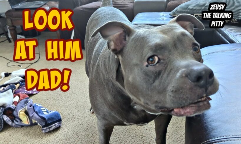 Talking Pitbull Is A Gentle Giant With His Brother! Cutest Dogs On YouTube!