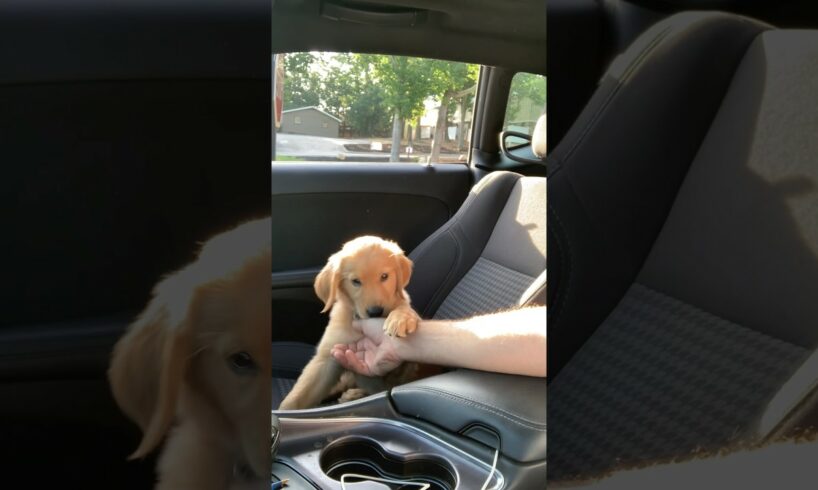 Teddy was the cutest puppy you’ve ever seen!