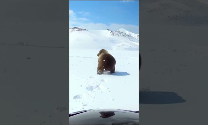 Terrifying Bear Attacks Compilation #bear #bears #wildanimals #attacks #grizzlies #grizzlybears