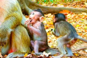 That sounds really adorable! It's always heartwarming to see animals playing and enjoying themselves