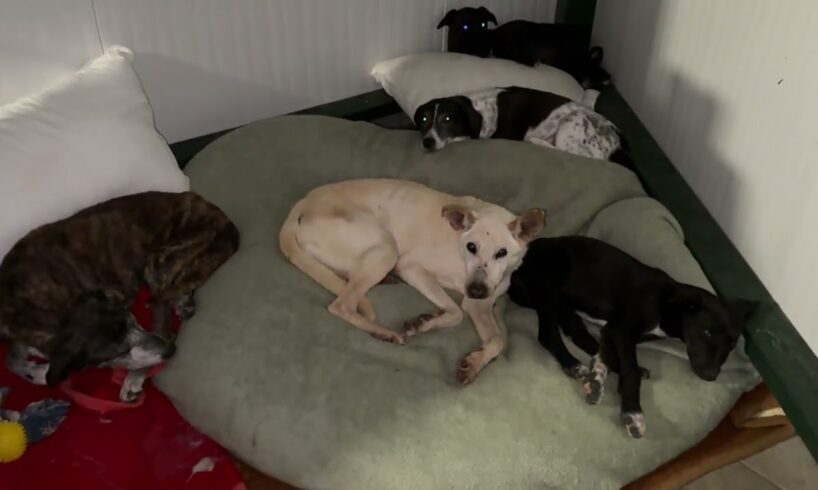 The 2 Puppies Rescued From The Water Tank Are More Relaxing Now But Still Shy - Takis Shelter