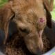 The Abandoned Hunting Dog Is Safe In The Shelter - Takis Shelter