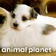 The Cutest Puppy Moments | Too Cute! | Animal Planet