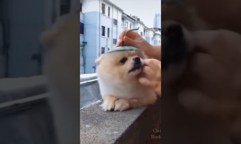 The Cutest Watermelon π₯° Cute Puppies on the Internet π₯° Cute Dog Videos #shorts