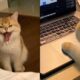 The Funniest Animals 😄 New Funny Cat Videos 😹 - Fails of the Week #19