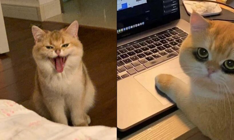 The Funniest Animals 😄 New Funny Cat Videos 😹 - Fails of the Week #19