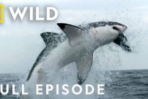 The Killer Clash for Territory (Full Episode) | Animal Fight Night