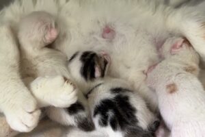 The Stray Mother Is Calmer Now Since Her Baby`s Are Born - Takis Shelter