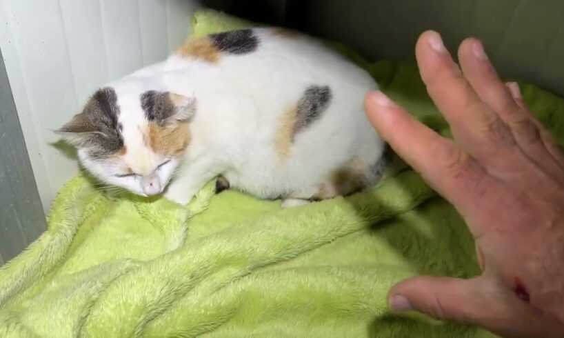 The Stray Pregnant Cat Was Really Close To Give Birth! - Takis Shelter