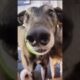 The funniest dog compilation you’ll see this week 🤣 #funny #funnydogs #funnyvideo #cutedogs