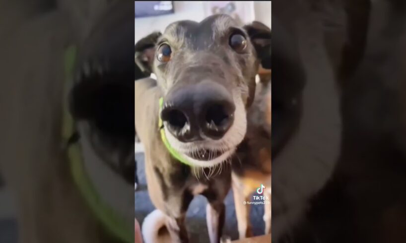 The funniest dog compilation you’ll see this week 🤣 #funny #funnydogs #funnyvideo #cutedogs