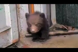 The lost bear cub cried in fear, the man adopted it and was amazed when it grew up