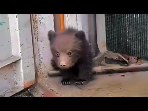 The lost bear cub cried in fear, the man adopted it and was amazed when it grew up