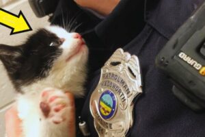 The officer rescues a stray cat, but the cat clings to him and is determined to be adopted...
