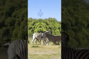 The rogue zebra comes to bully the children again. Close range of wild animals. Animal fighting pow