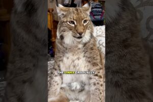 The unlikely bond between a family and a rescued lynx #animals #shortsvideo #lynx