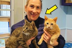 The woman went  to adopt one cat, but she ended up adopting two brothers, when she discovered...