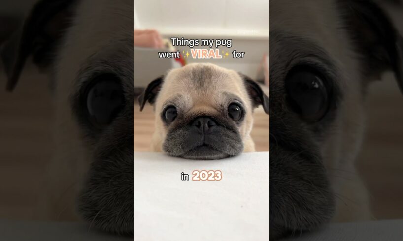 Things my PUG went VIRAL for in 2023! ✨ #pug #dog #puppy