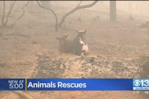 'This Breaks Your Heart': Animals Rescued After Fire Blows Through Berry Creek