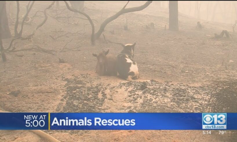 'This Breaks Your Heart': Animals Rescued After Fire Blows Through Berry Creek