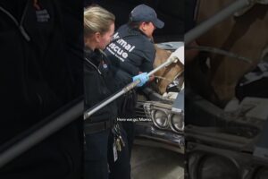 This Pittie Got Stuck In A Car Engine | The Dodo