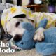 This Pittie Was In The Shelter For Over 600 Days Until... | The Dodo