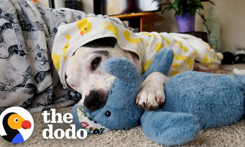 This Pittie Was In The Shelter For Over 600 Days Until... | The Dodo