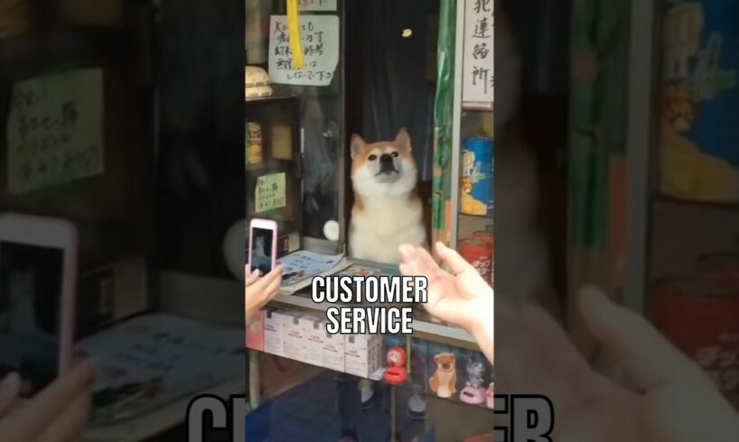 This Shiba Inu runs small shop in Japan!🥰🥰 #interesting #facts #dog #cute #doglover #dogfacts