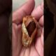 This Woman Rescued A Moth And Raised Her Babies | The Dodo