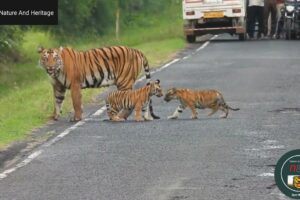 Tiger Cubs Crossing the Road with their Mama. #NatureAndHeritage🐯. |Wildlife's| |Wild Animals|