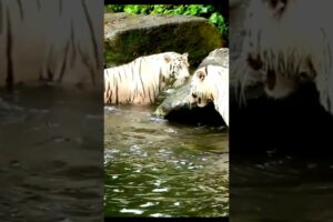 Tiger attack tiger Animal fights Rare white tiger vs tiger Easy fight#nature #4k#animals#tigerfight