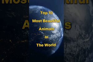 Top 10 Most Beautiful Animals In The World #shorts #viral #ytshorts #animals #beautiful