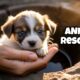 Touching Animal Rescues That Restore Faith