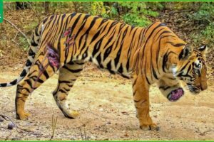 Tragic! Sick Tiger Injured Due To Animal Fight | Tiger Fights ANIMAL 2024