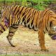 Tragic! Sick Tiger Injured Due To Animal Fight | Tiger Fights ANIMAL 2024