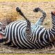 Tragic ! The Fighting Zebra Was Injured, His Leg Was Horribly Broken | Animal Fight