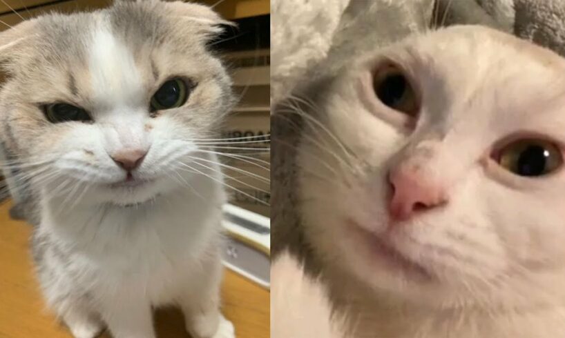 Try Not To Laugh 🤣 New Funny Cats Video 😹 - Fails of the Week Part 18