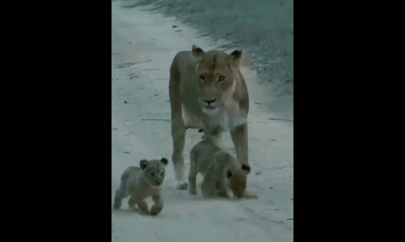 Two Lion Cubs With Mom | #shorts  #animals