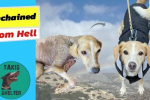 Unchained From Hell: Ratti's Incredible Healing Story - Takis Shelter