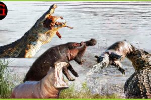 Unequal battle! Hippo confronts lion and crocodile | Animal Fight ANIMAL 2024