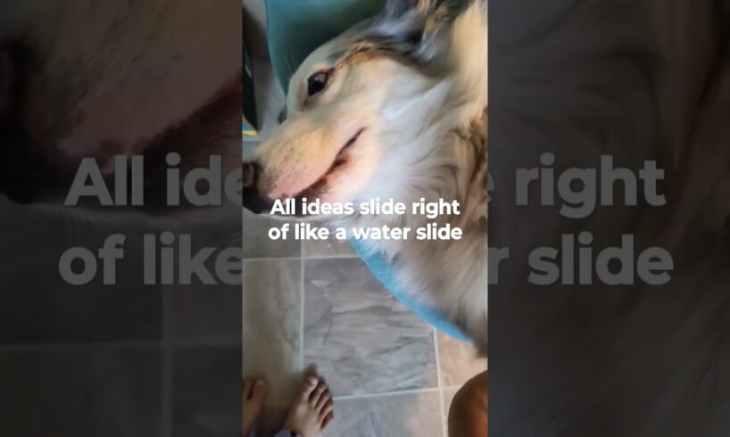 Very smooth brain🤣 #dog #puppy #cute #puppies #puppyvideos #dogshorts #doglife