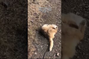 WHAT WOULD YOU RATE this CAT ROLL OVER 😝 | wholesome video #cat #youtubeshorts #funny #shorts