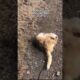 WHAT WOULD YOU RATE this CAT ROLL OVER 😝 | wholesome video #cat #youtubeshorts #funny #shorts