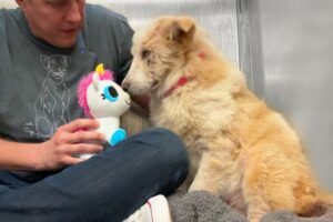 Watch this shelter dog react to her first toy 🥹