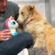 Watch this shelter dog react to her first toy 🥹