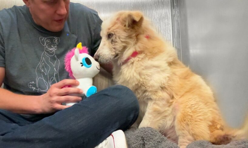 Watch this shelter dog react to her first toy 🥹