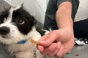 Watch this shelter dog take his first treat 🥹