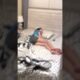 Welp, That’s One Way to Wake Up! 🤣🤣#joke #scare #funny #fails #afv #shorts