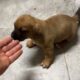 What An Amazing Puppy Agapi Has! - Takis Shelter